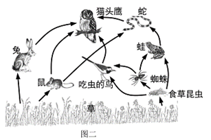 下图为某草原生态系统的能量金字塔(其中p为生产者,c为消费者,d为分解