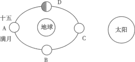 小学科学综合库 地球与宇宙科学 月球,地球和太阳的相对运动方式(1)d