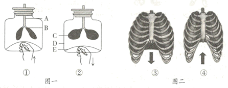 下图一是模拟呼吸运动模型的示意图图二表示人体呼吸时胸腔容积的变化