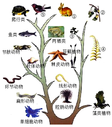 【推荐3】如图为表示生物进化大致历程的进化树,请据图回答下面的问题