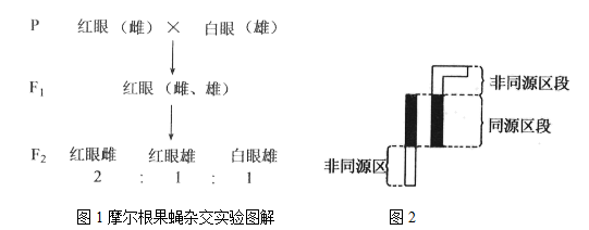 【推荐3】"基因位于染色体上"是摩尔根通过果蝇的杂交实验验证的,以下