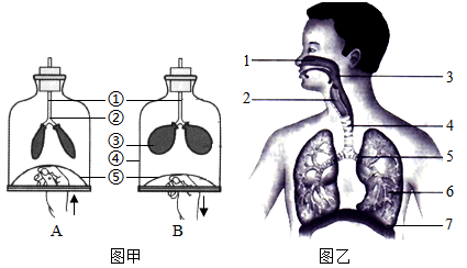 如图为人体呼吸系统组成示意图,请据图回答下列问题
