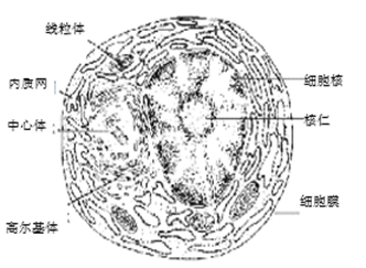 浆细胞 d.菠菜叶肉细胞