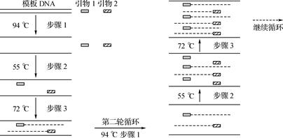 pcr扩增过程示意图如下,核心要素包括引物设计,温度控制和模板dna的