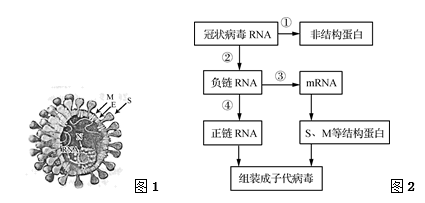 新型冠状病毒为单链rna病毒,可直接作为翻译模板.病毒