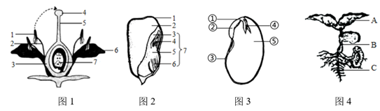 小麦是我国北方常见农作物,种植面积大,图一为小麦种子萌发过程示意图