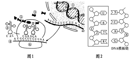 下图为蛋白质合成过程示意图,据图回答问题