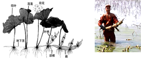 左图为莲藕的生长示意图,右图为采挖的新鲜藕.