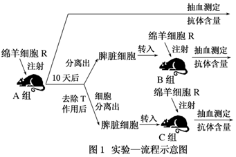 【推荐2】实验一:把不带特殊病原体的小鼠分为三组进行如下特异性免疫