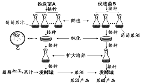 (1)该小组采用稀释涂布平板法检测水样中细菌含量.