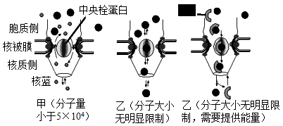 下图为核孔复合体结构及物质出入核孔方式模式图,则下列叙述正确的是