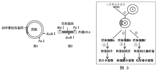 请回答:限制酶bamhⅠhindⅢecorⅠ.