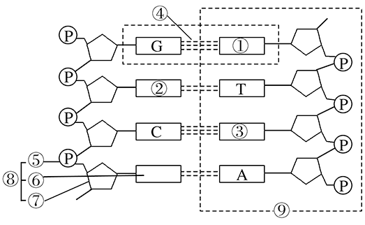 【推荐2】如图是某链状dna分子的局部结构示意图,请据图回答下列问题