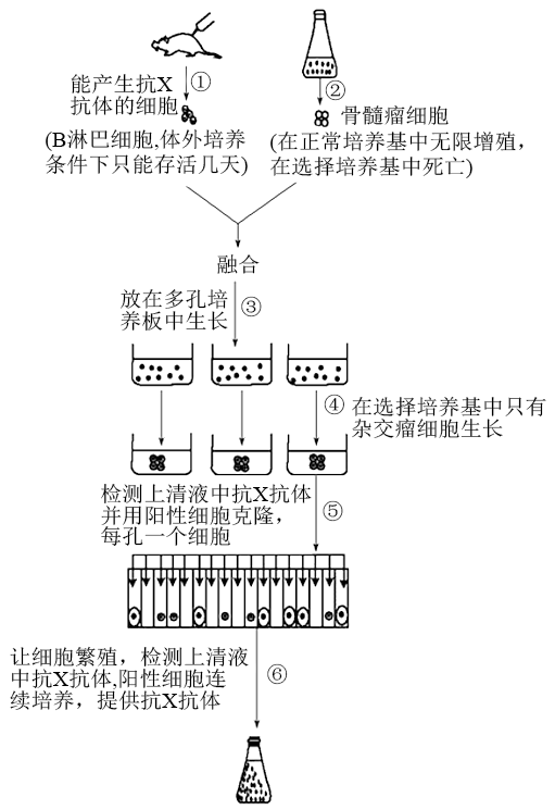 【推荐2】如图是制备单克隆抗体的过程,根据图解回答下列问题