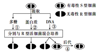 艾弗里在探索肺炎双球菌遗传物质的实验中,很好的设计