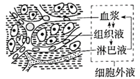 【推荐3】内环境(重) (1)概念:由细胞外液构成的液体环境.