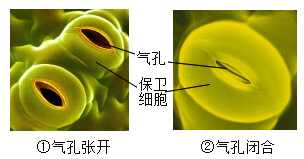 图是蚕豆叶下表皮气孔张开和闭合的电镜扫描照片,下列