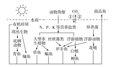 【推荐3】如图为某人工鱼塘生态系统的结构示意图,回答下列问题.