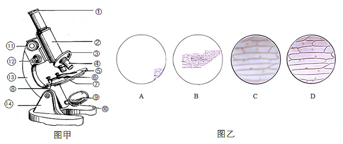 中学生物学实验的常用工具 光学显微镜的结构和各部分的功能 (1)用来