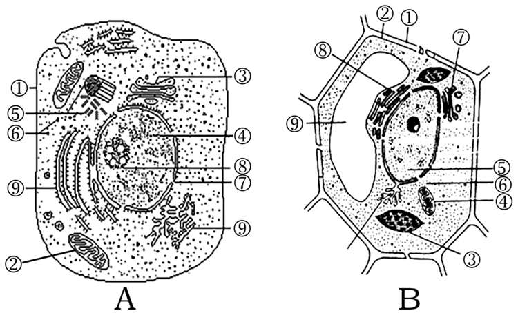 下图是某植物细胞亚显微结构模式图,请据图回答下列问题