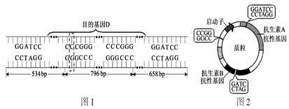 高中生物综合库 生物技术实践 dna和蛋白质技术 pcr扩增的原理与过程