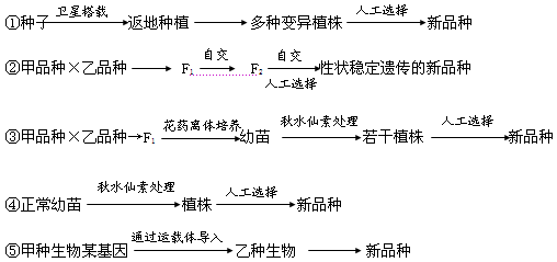 为了快速培育能稳定遗传的抗白叶枯病水稻新品种,可利用单倍体育种.