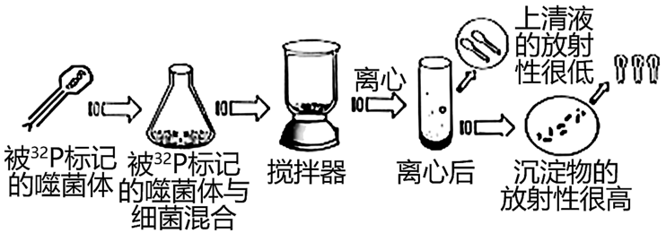 (1)赫尔希和蔡斯采用的实验方法是