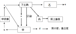 下图为下丘脑通过垂体对甲状腺的调节过程以及人体患某种疾病的发病