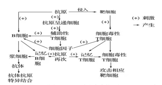 【推荐2】下图为人体内特异性免疫中的体液免疫和细胞免疫综合示意图
