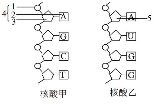 【推荐3】如图为甲,乙两核酸分子局部结构示意图,请据图回答