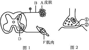 图1表示人体皮肤细胞在受到一定刺激后引起肌肉收缩的神经传导示意图