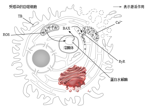 结核分枝杆菌(tb)感染肺部的巨噬细胞后,促使巨噬细胞