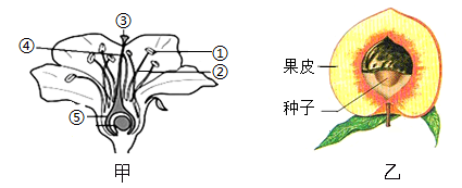 如图示桃花和桃的果实的结构示意图,据图回答