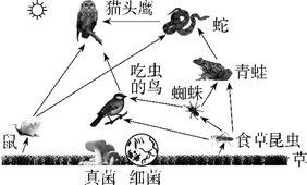 图1表示某生态系统示意图,图2表示生态系统的物质循环