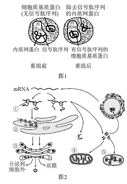 (1)内质网等生物膜结构的基本支架是_____.