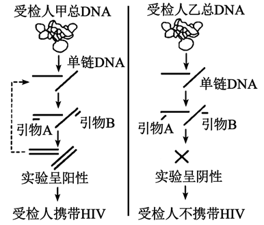 如图为利用pcr技术检测受检人是否携带hiv(属于逆转录病毒)的示意图.