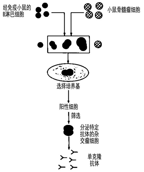 下图为该单克隆抗体制备过程示意图.