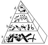 【推荐3】某湖泊的能量金字塔如图所示,下列相关叙述正确的是