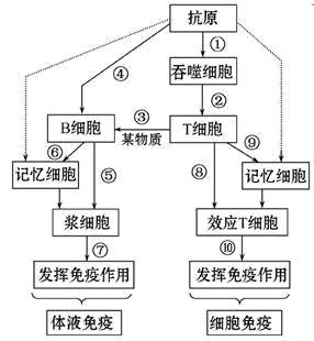 【推荐1】如图表示人体内特异性免疫的过程,图中数字分别代表相应的