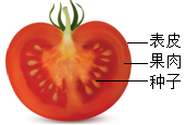 (1)组成番茄植株的结构层次由小到大依次是 _