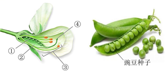 ①发育为豌豆种子 b.②发育为豌豆种皮 c.③与种子形成无关 d.