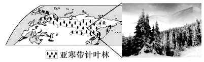 下图为某区城亚寒带针叶林空间分布及景观图,读图,完成下面小题