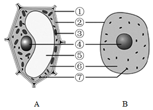下图所示为植物细胞(图甲)和动物细胞(图乙)结构模式图,据图回答下列