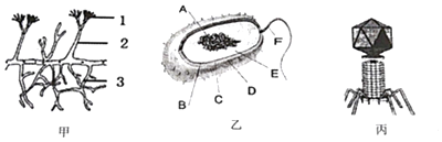 病毒 病毒的形态和种类 (1)图甲表示青霉的模式图,在"观察青霉菌"的