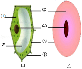 如图为细胞结构简图,请据图回答以下问题.