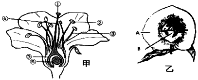 如图为桃花,桃子结构示意图,请据图回答问题