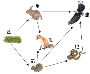 (1)如图食物网中其有 _____条食物链,写出鹰从哪一条食物链中获得的