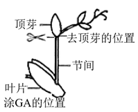 (1)图一是小麦胚芽鞘发生向光弯曲的现象,请解释发生该现象的原因