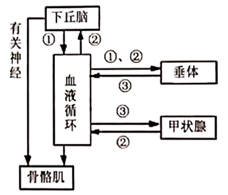 如图为动物体温调节过程的部分示意图,图中①②③代表