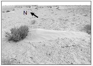 使沙粒在灌木丛的背风坡形成沙丘,称为风影沙丘